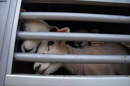 Sheep peer through bars of a lorry from which dozens died at the Port of Ramsgate