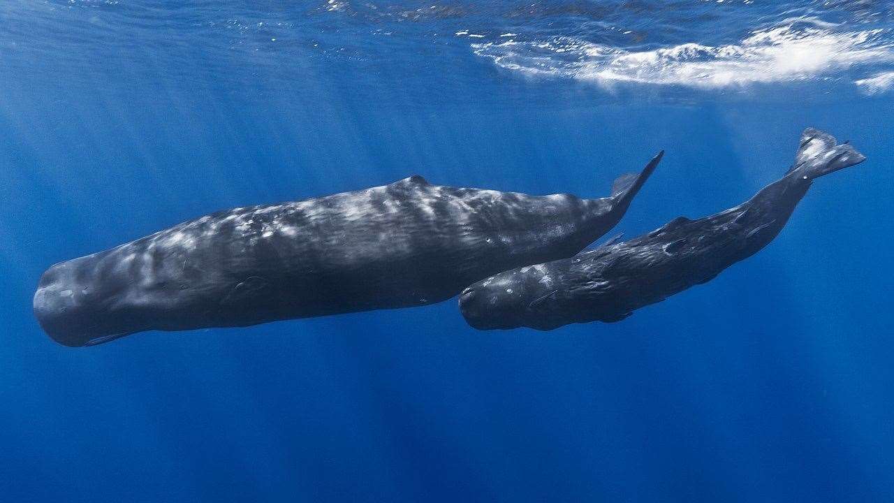 Sperm whales can reach up to 70ft in length. Stock picture. (28014559)