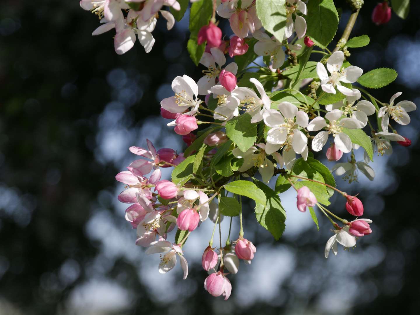 Crab apple blossom Picture: National Trust
