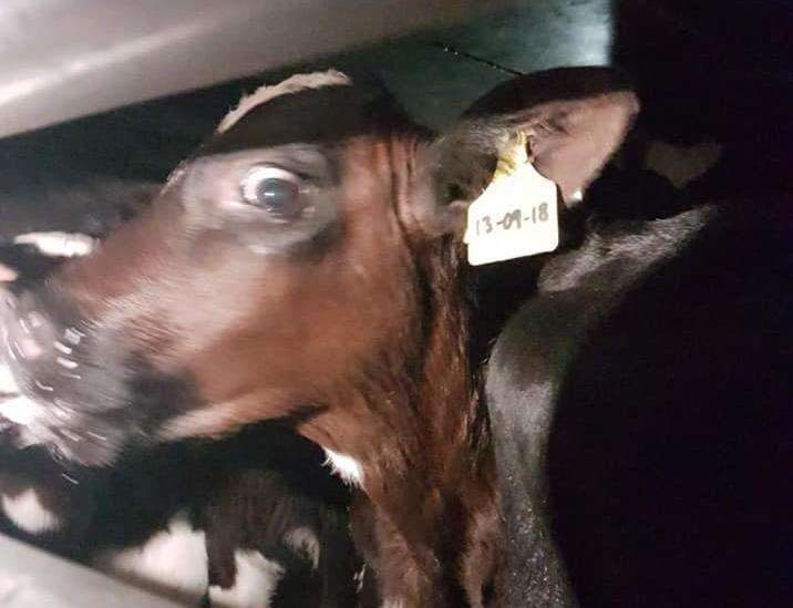 A terrified calf in the back of the lorry. Photo: Emma Jade Easton (4871215)