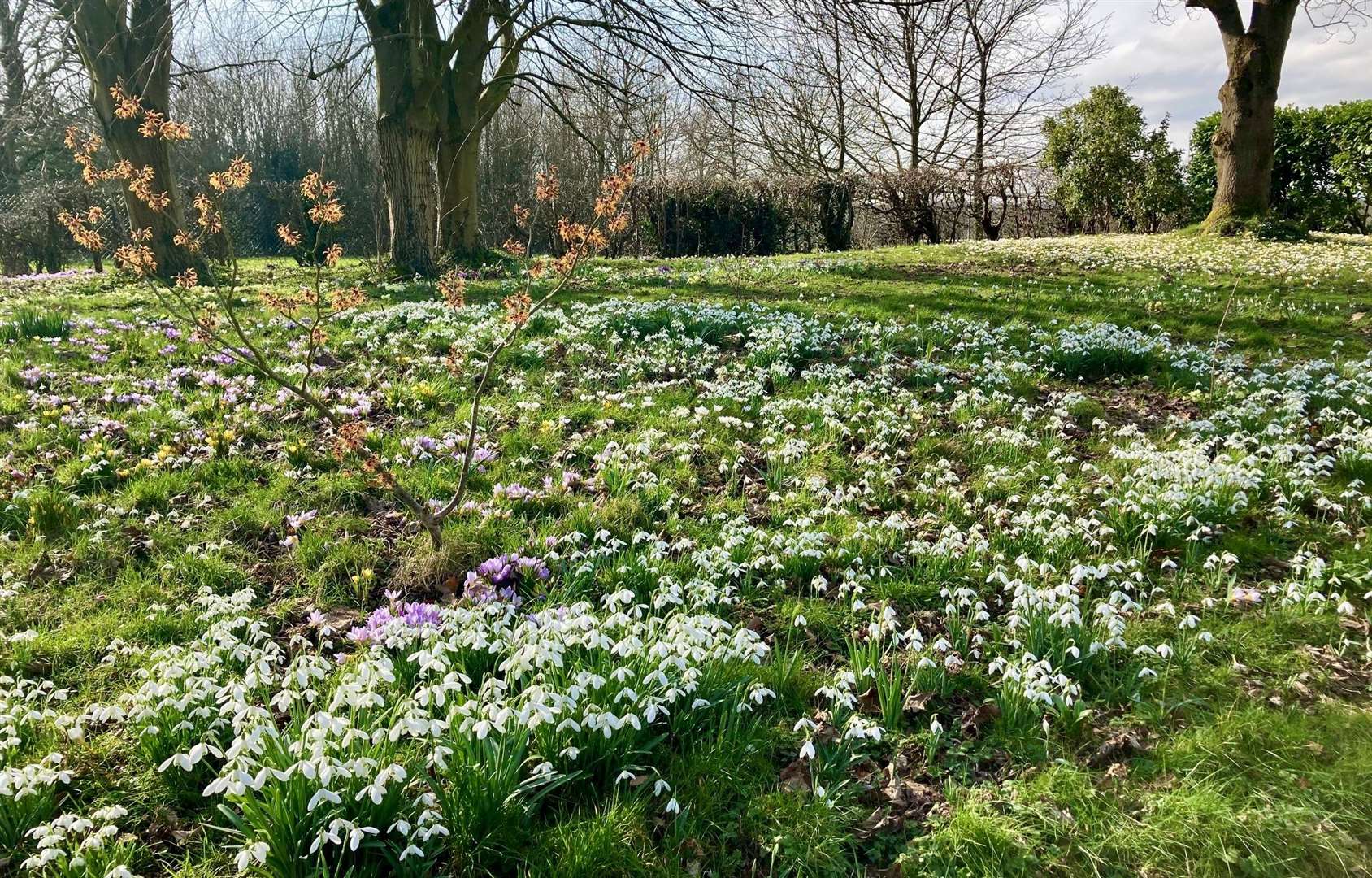 Fairseat Manor is a perfect place to see snowdrops in the colder months. Picture: National Garden Scheme