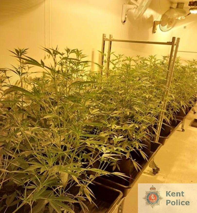 A cannabis cultivation in Rolvenden, near Tenterden, has been uncovered by police. Picture: Kent Police