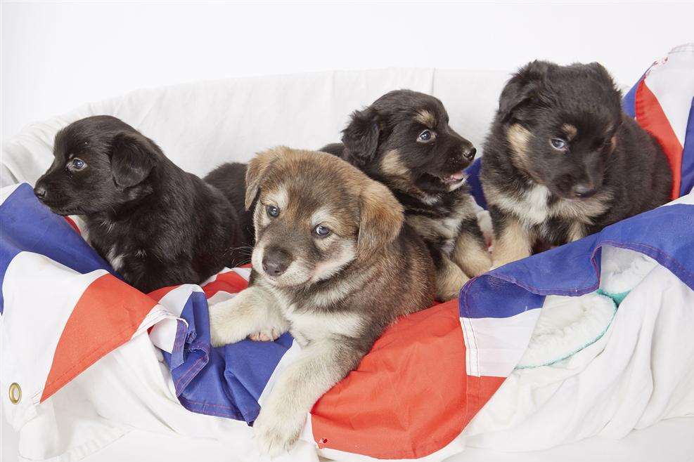 Five adorable puppies were born at the Dogs Trust centre in Chestfield after their mum was found abandoned. Picture: Caters News