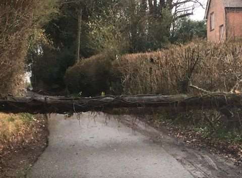 A fallen tree is blocking Maypole Lane in Goudhurst. Picture: Katie Singleton