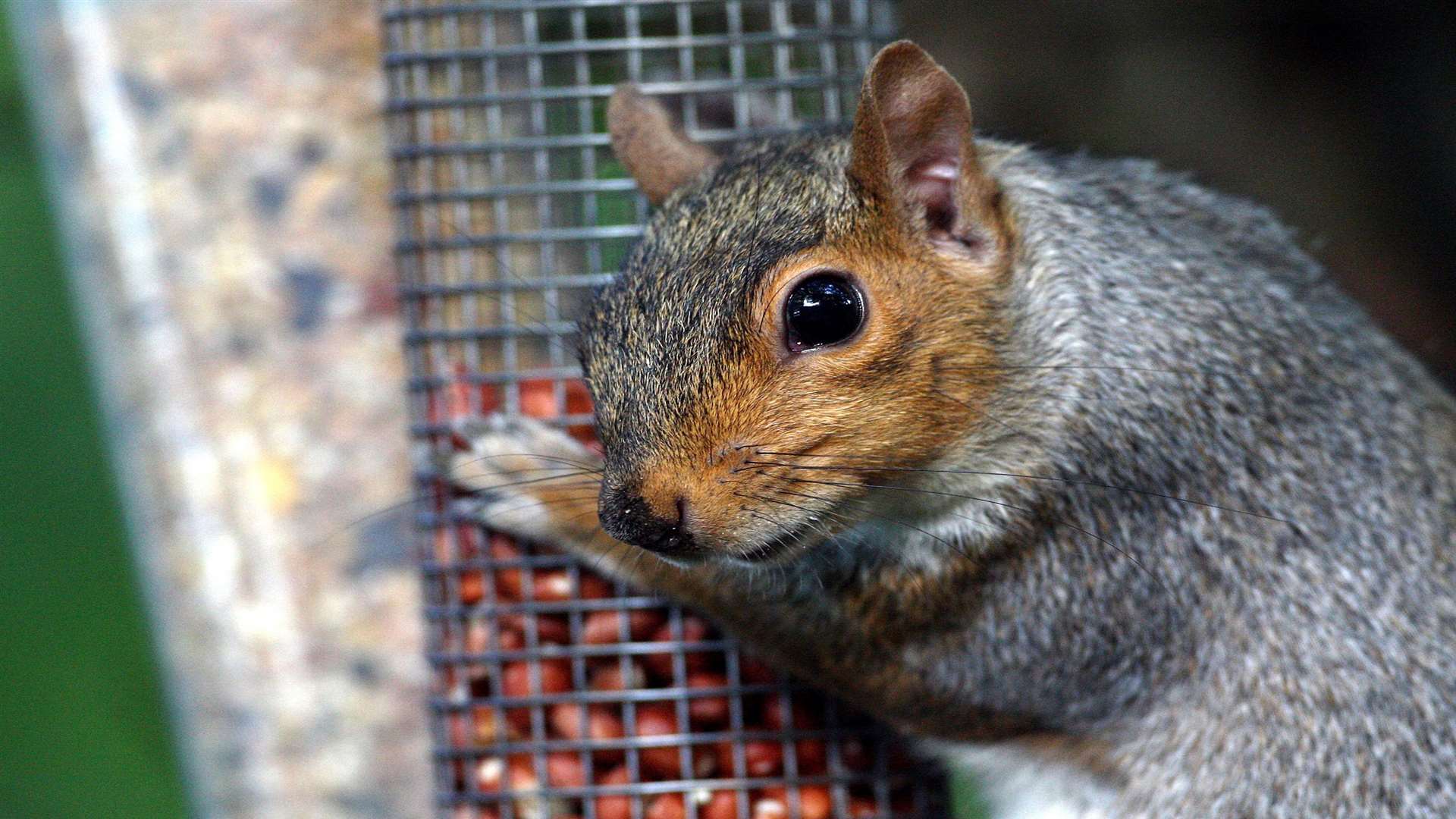 Keep an eye open for squirrels and other non-feathered visitors