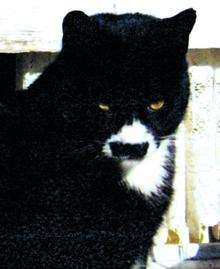 Adolf the cat, who's missing from her Queenborough home.