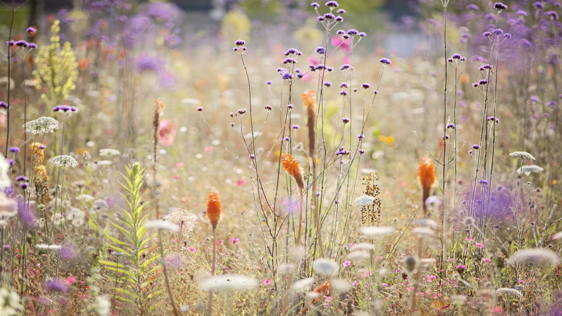 Wildflower meadows at the Olympic Park look their best in summer