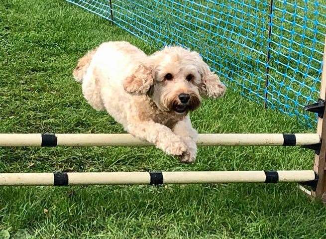 Paws in the Park, the largest outdoor dog show in the country, will be at the Kent Showground for 2022. Picture: Paws in the Park