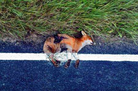 Fox painted over with white lines