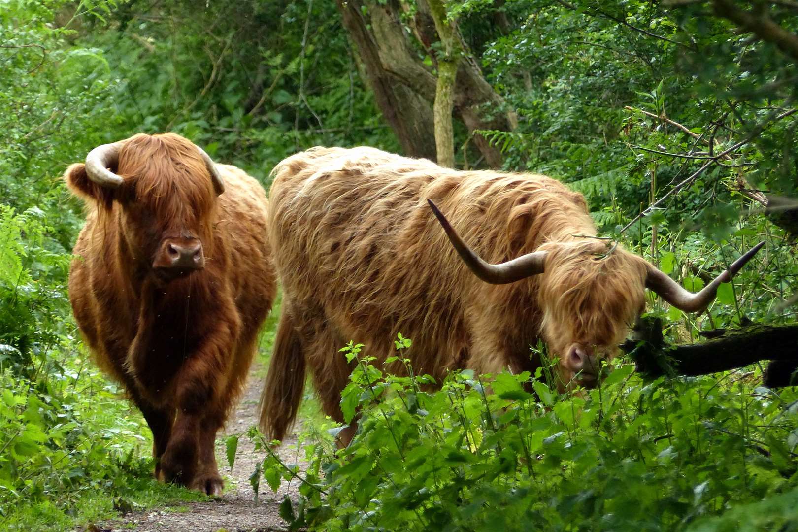 Highland cattle have returned to The Warren in Ashford Picture: Andy Clark