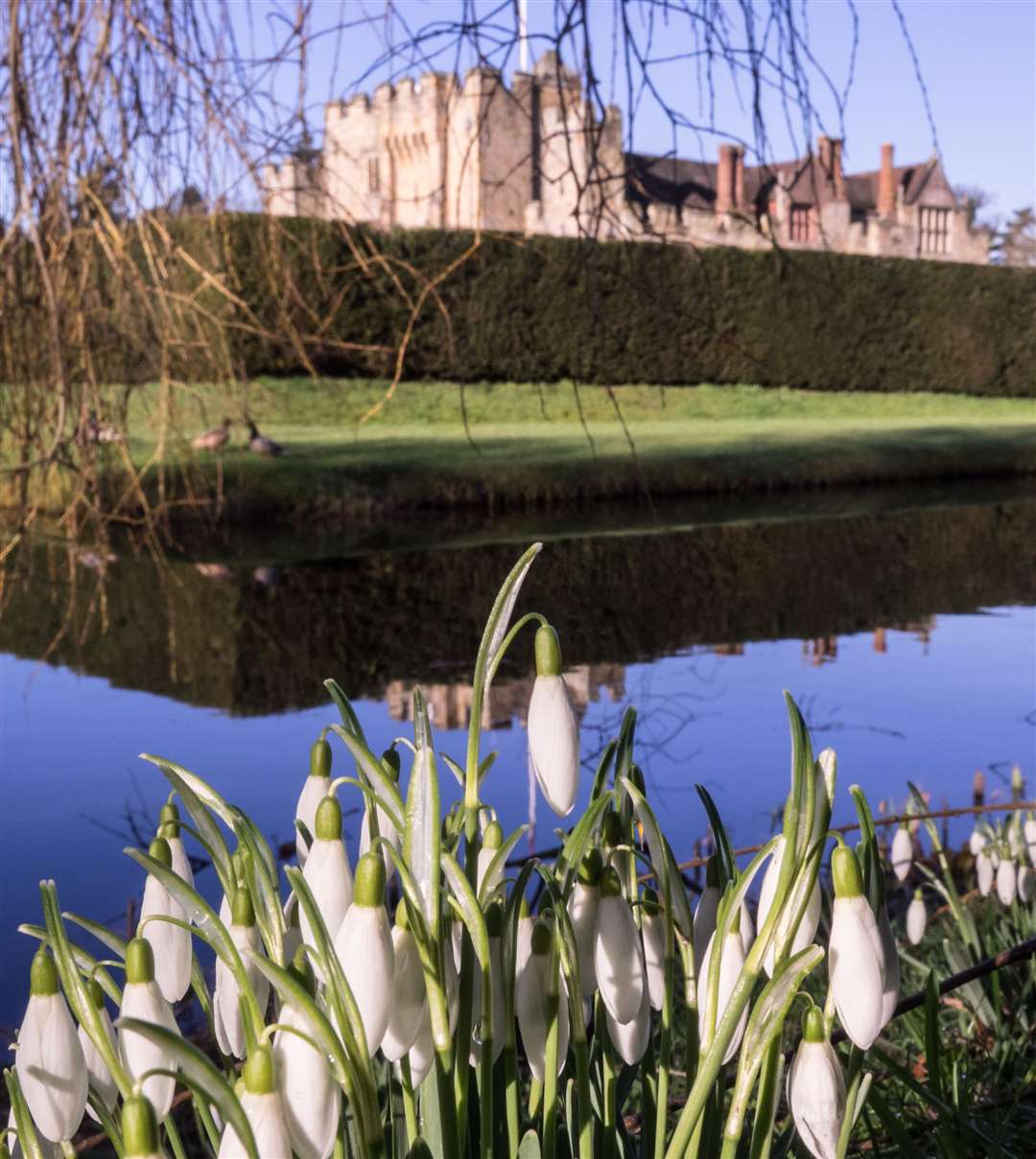 Take a self-led walk through the snowdrops at Hever Castle