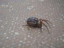 he poisonous false widow spider has become an established species in southern England