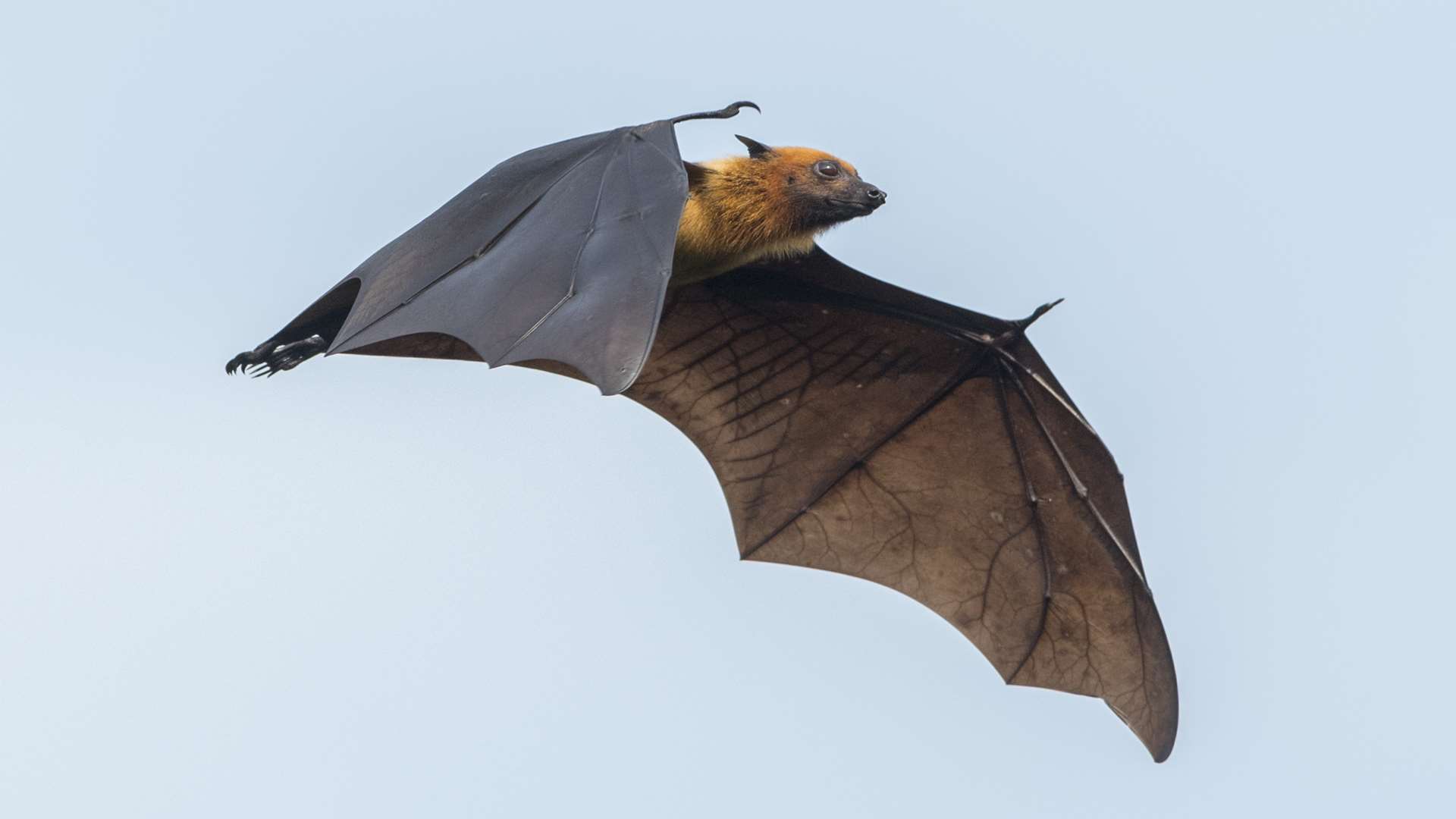 Bat habitats are under threat. Stock image.