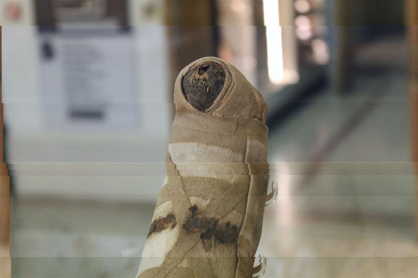 Explore the Beaney in Canterbury while its doors are shut and see the mummified cat Picture: Rob Davies