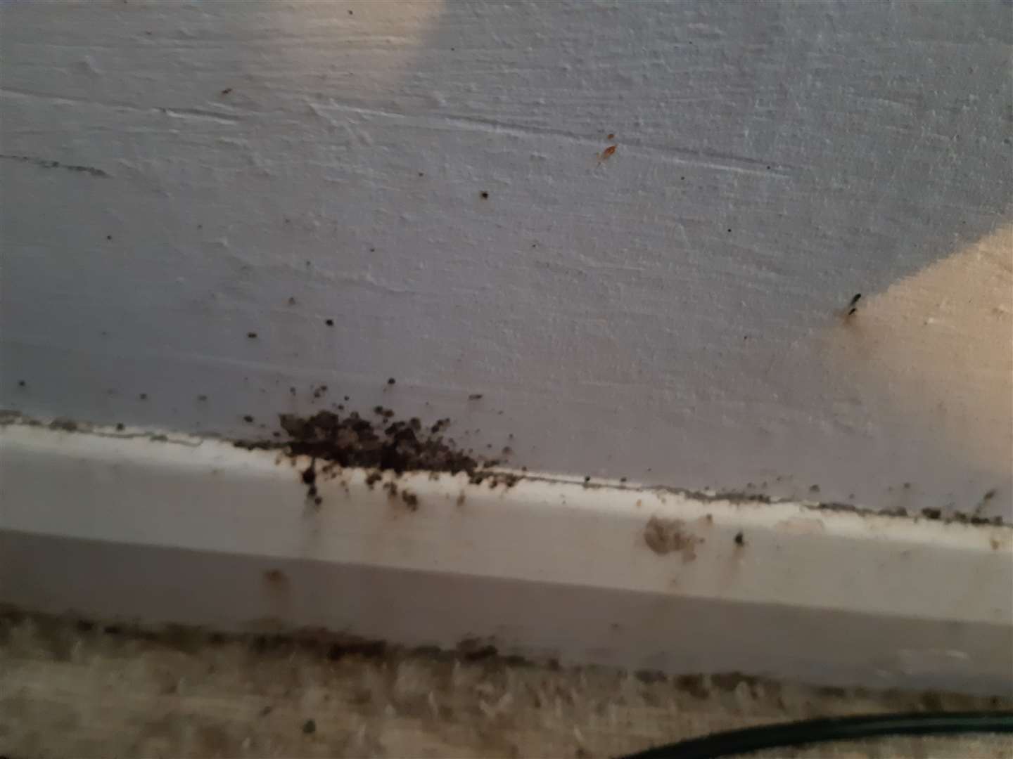 The bugs which appears through the wall in Mitchell and Joseph's bedroom