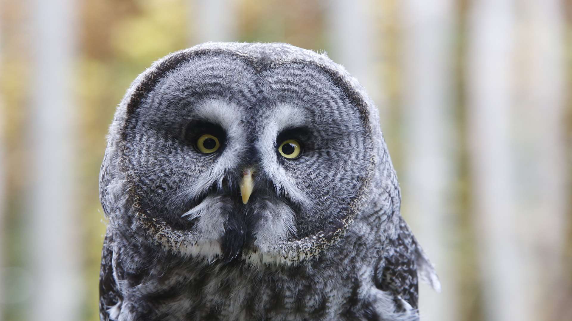 Dre the Great Grey Owl