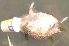 A hedgehog found dead with its head stuck in a McDonald’s ice cream tub