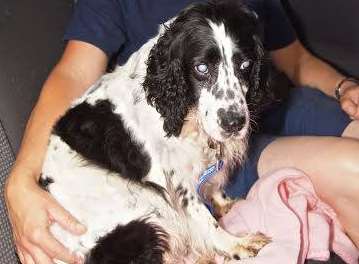 Delphine is taken to the specialist vets for her treatment. Picture: RSPCA Leybourne