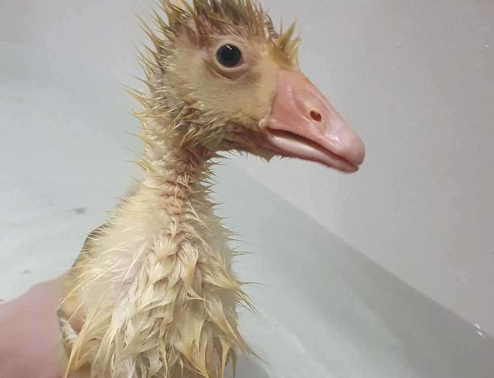 Phoenix during one of her baths several weeks ago