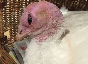 Tinsel the turkey, who lives at The Retreat in High Halden, has had her eyesight saved