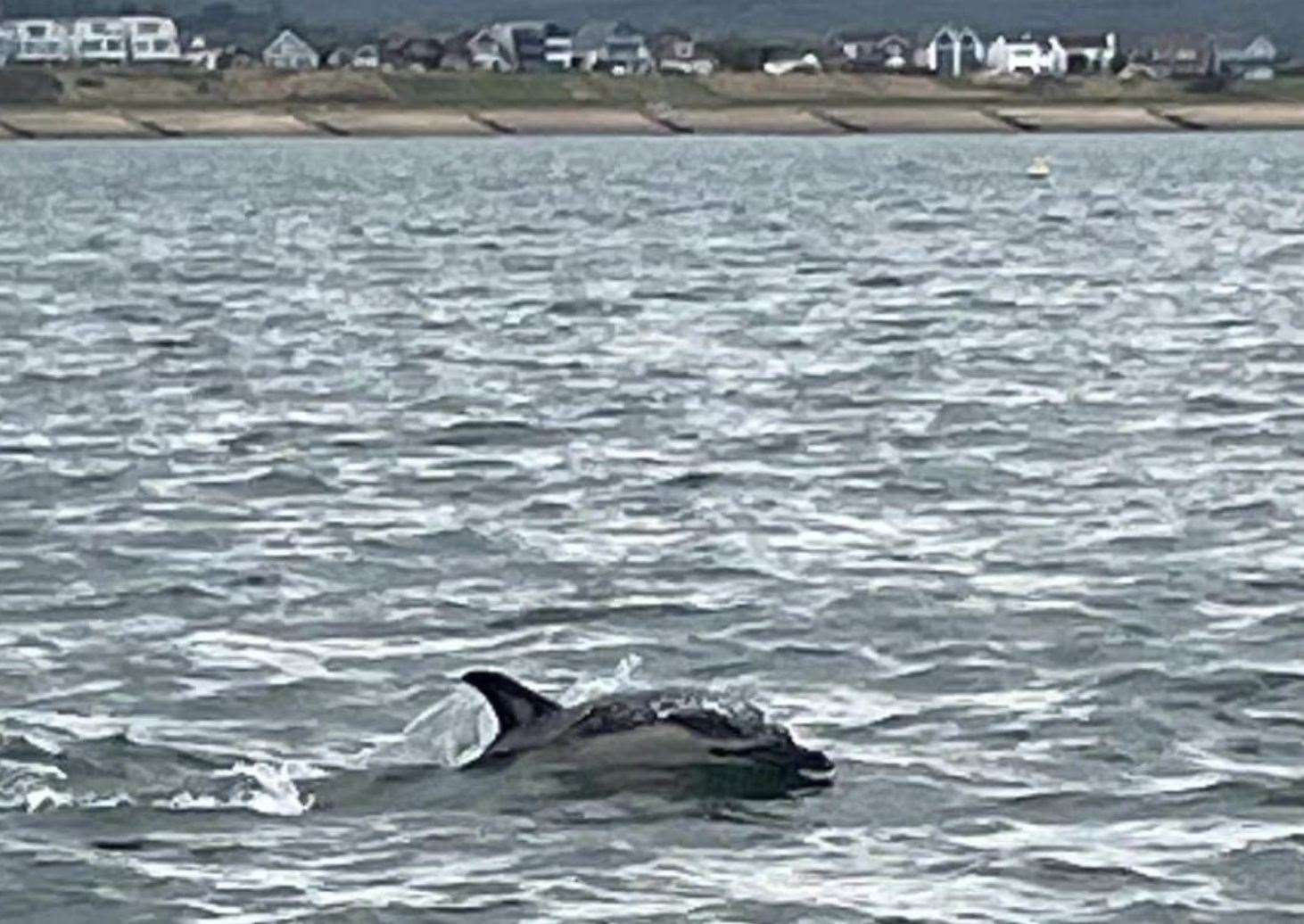 A pod of four dolphins was spotted from a boat trip from Whitstable to Tankerton