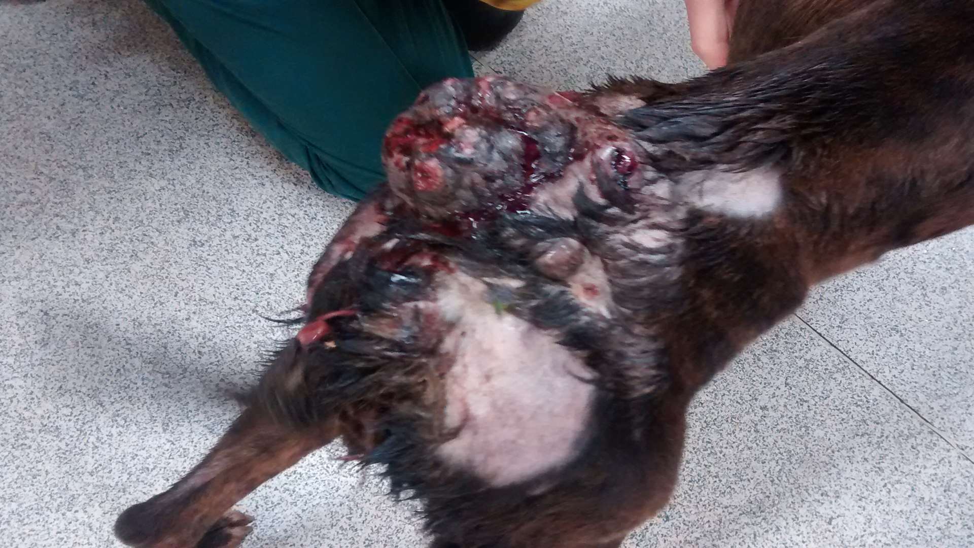 The dog had an untreated, open tumour