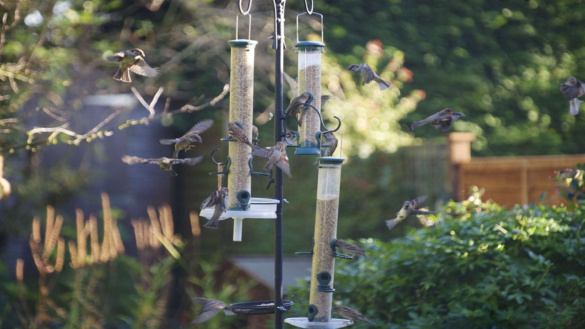 It's time to once again fill up your feeders and register for the Big Garden Birdwatch