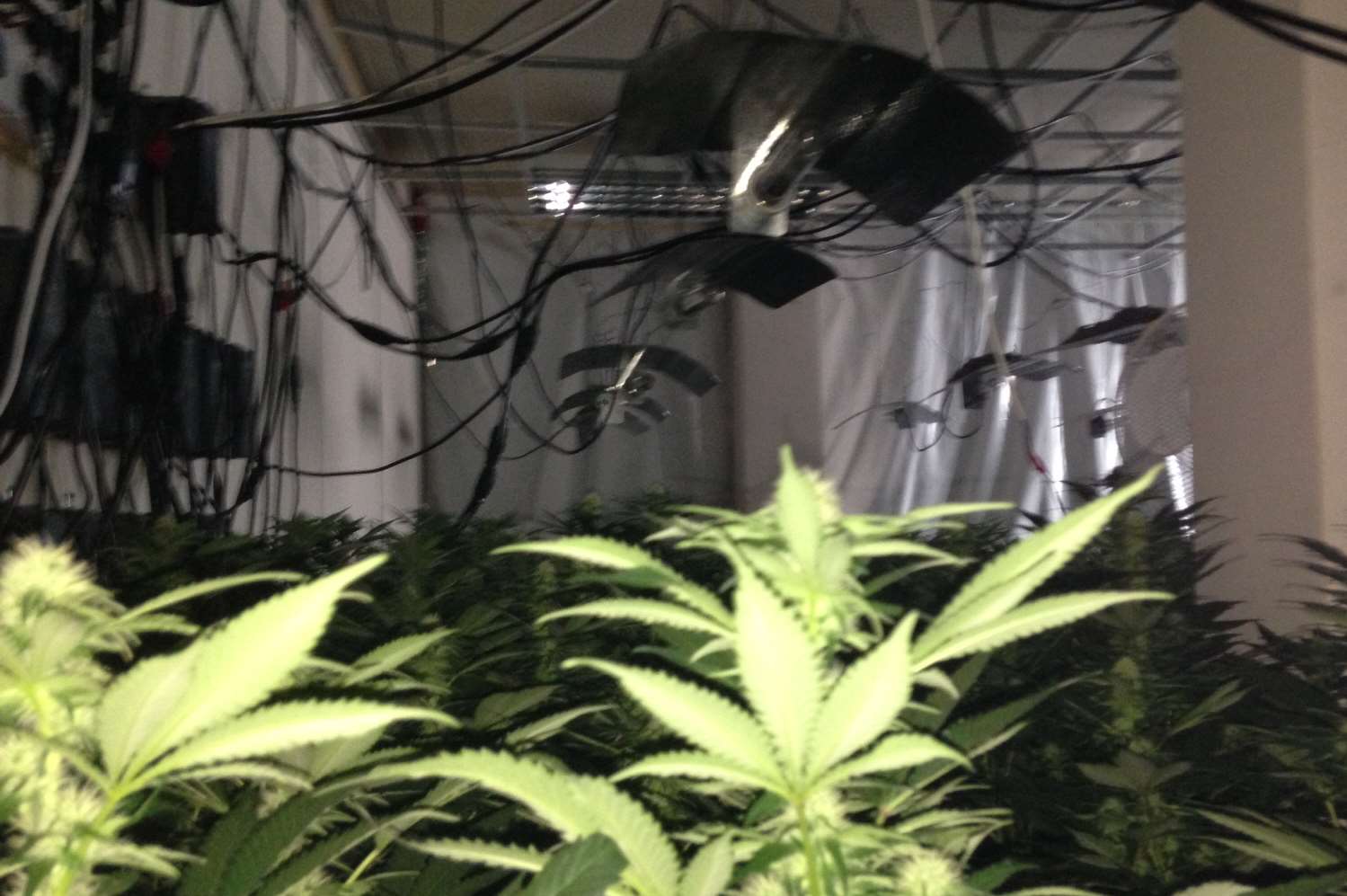Police uncovered a cannabis farm in Dartford after a tip-off