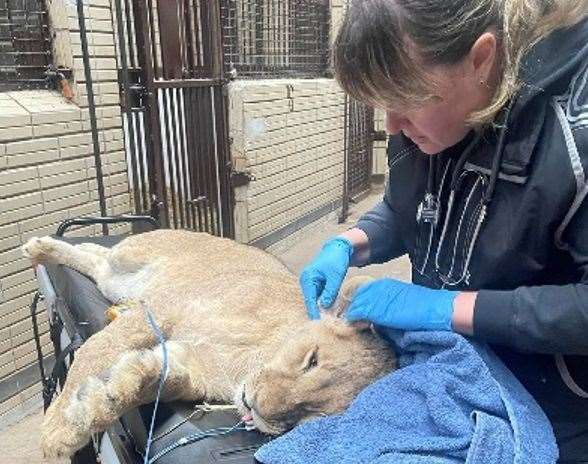 Lioness Vanda being cared for by Wild Animal Rescue in Ukraine. Picture: Wild Animal Rescue/IFAW