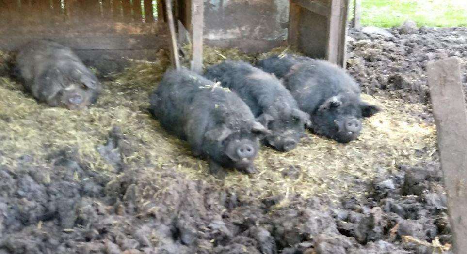 The pigs will be re-homed (2671757)