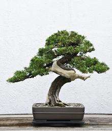 Bonsai tree stock picture