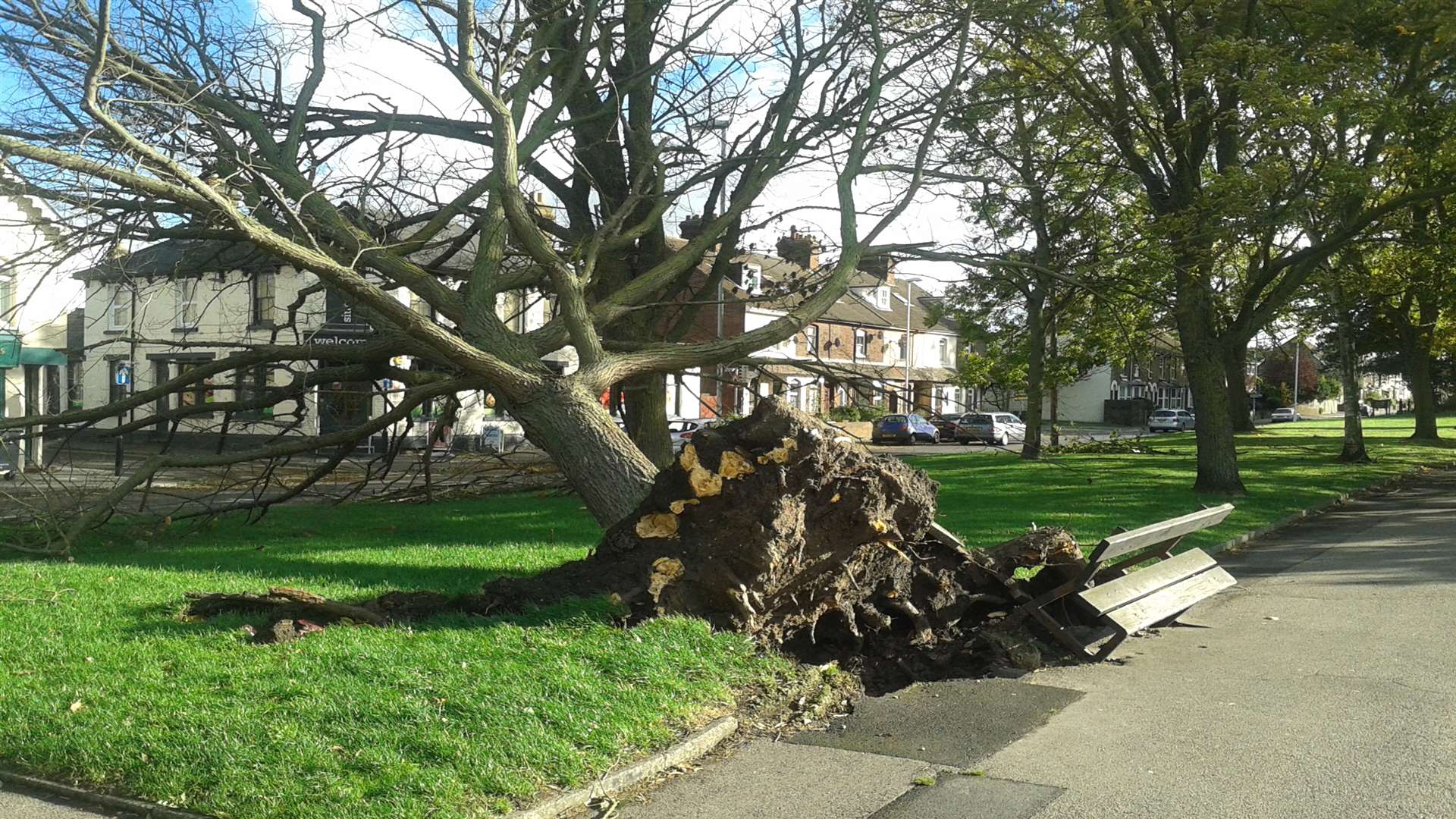 A fallen tree near Faversham Rec