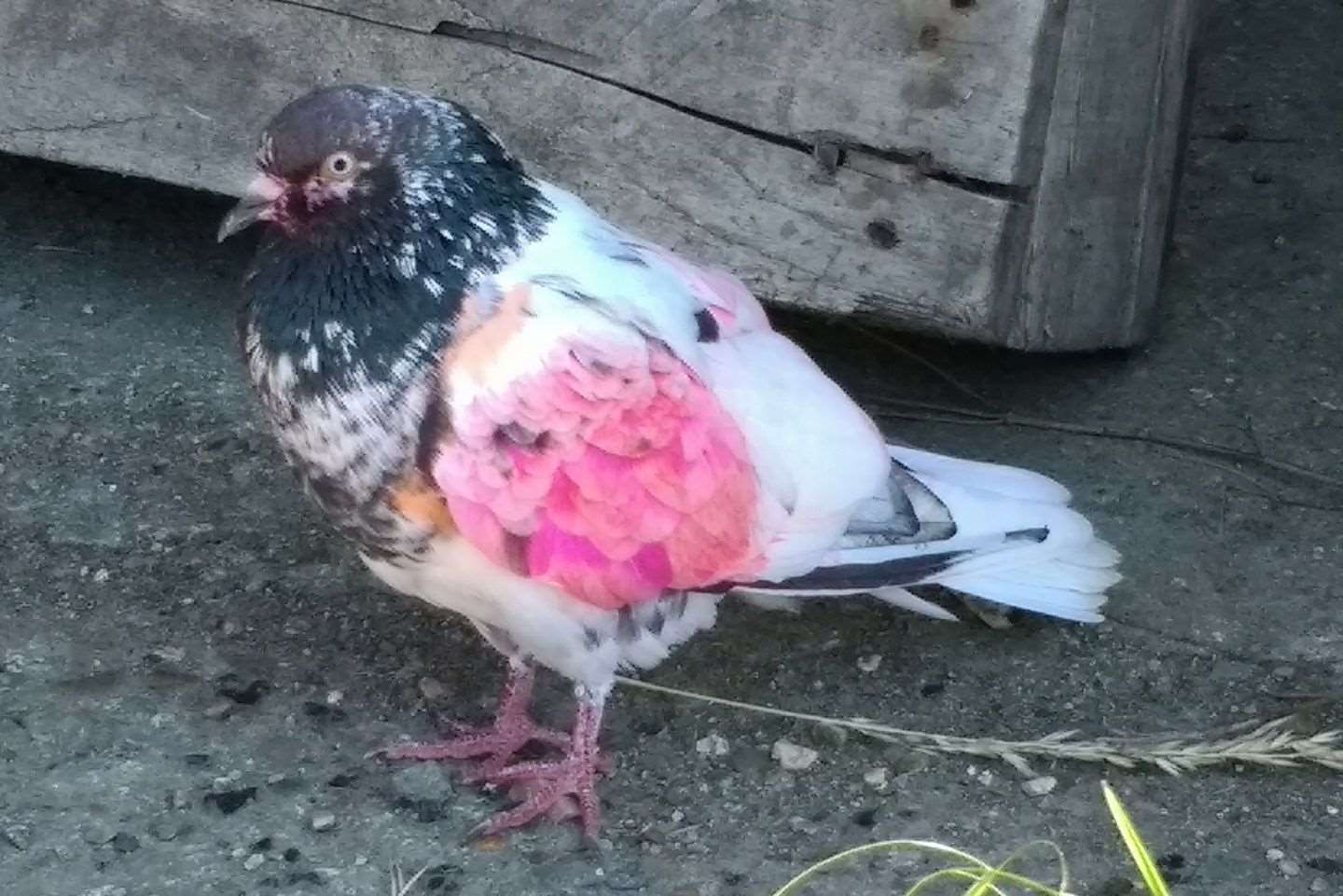 Dave the pink pigeon.