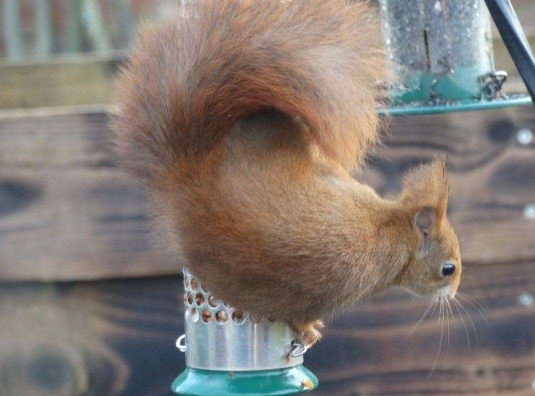The red squirrel pictured by staff helping itself to a nuts at the Maytree Nurseries. Picture: Maytree Nurseries