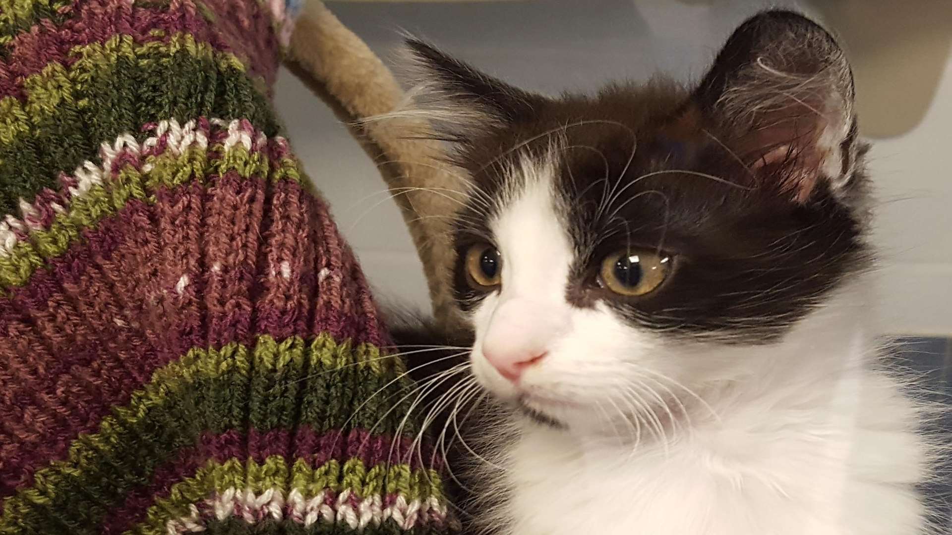 One of many kittens waiting for a forever home