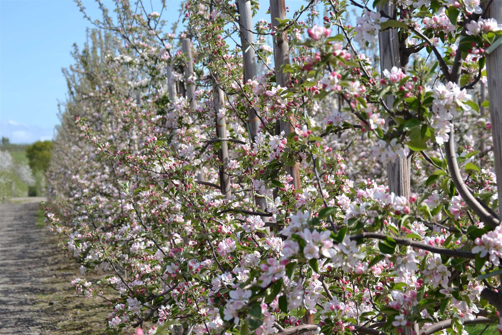 Apple blossom is opening early in some areas because of the warm December