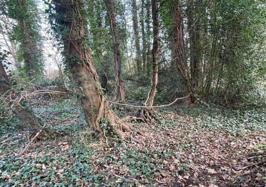 1.5 acres of woodland off The Leas in Faversham is being auctioned off