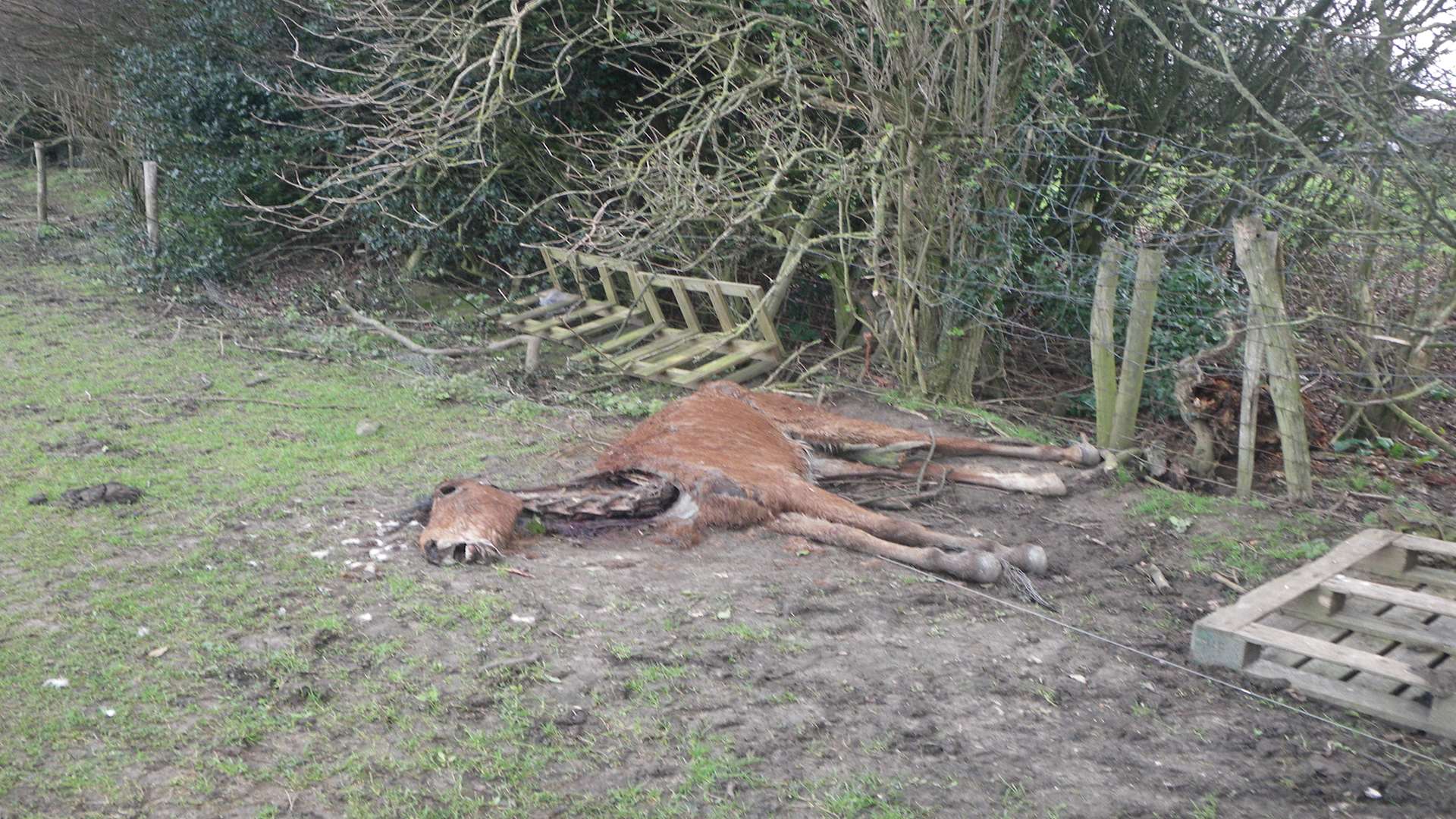 Horses were being kept in shocking conditions in the same field as a rotting carcass and poisonous ragwort. Pic: RSPCA