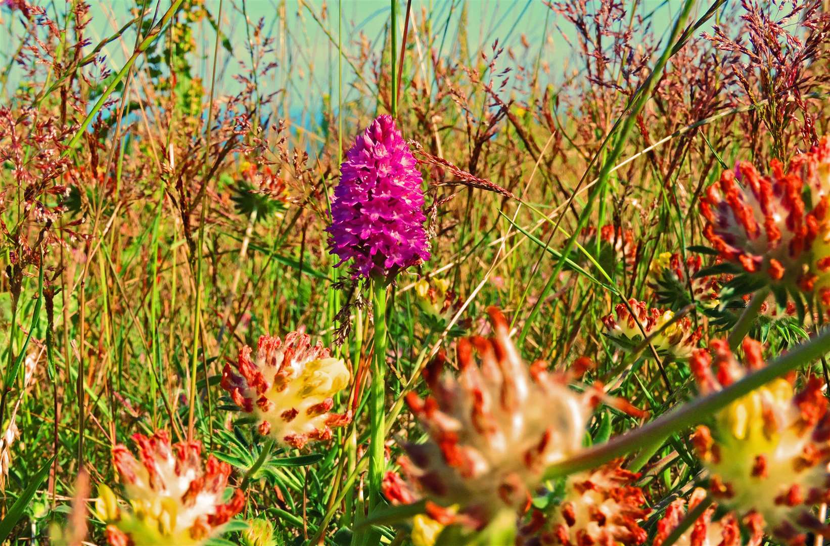 Pyramid orchids Picture: Ian Ridett/National Trust