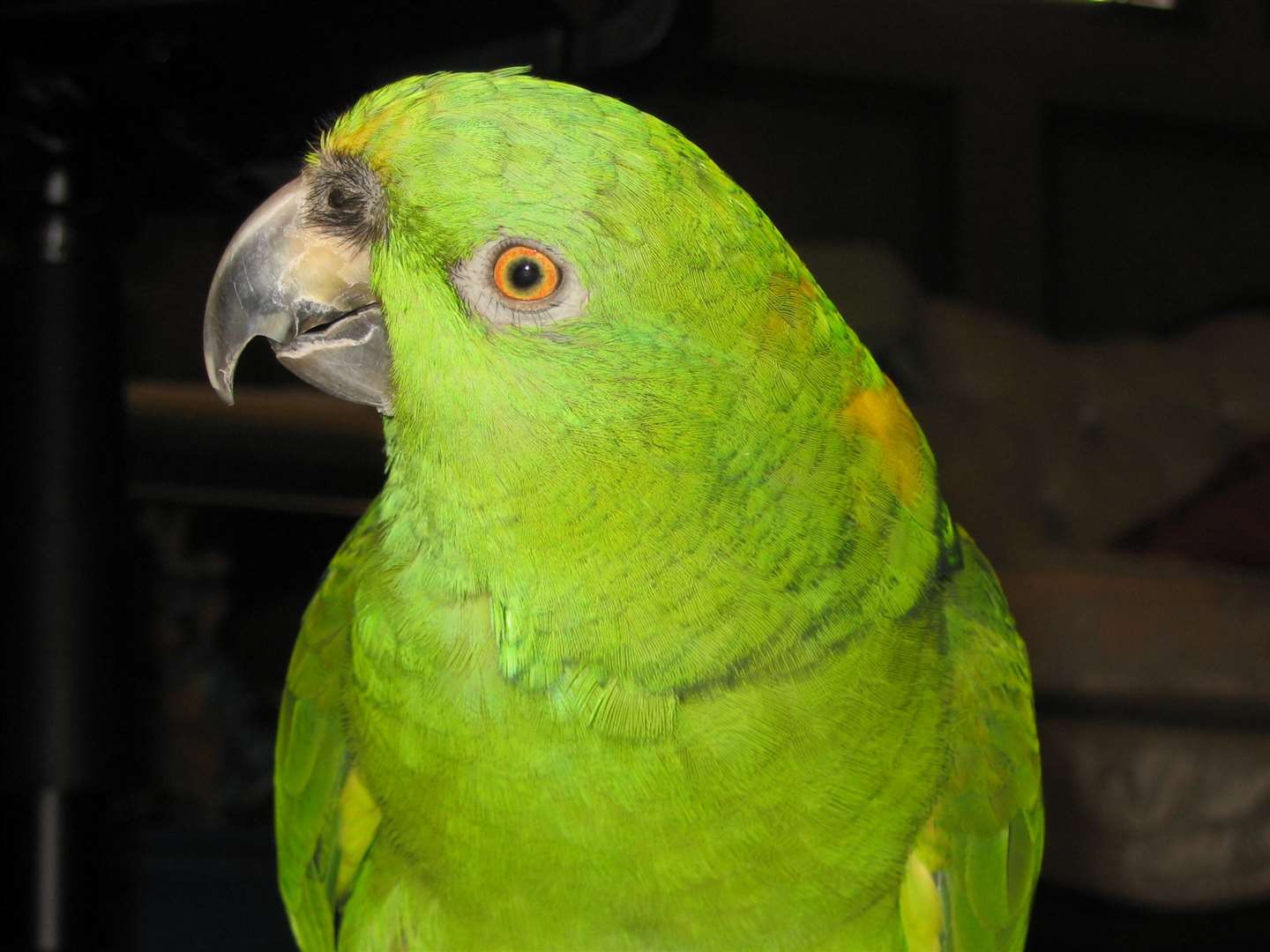 There was even a complaint about parrot noise
