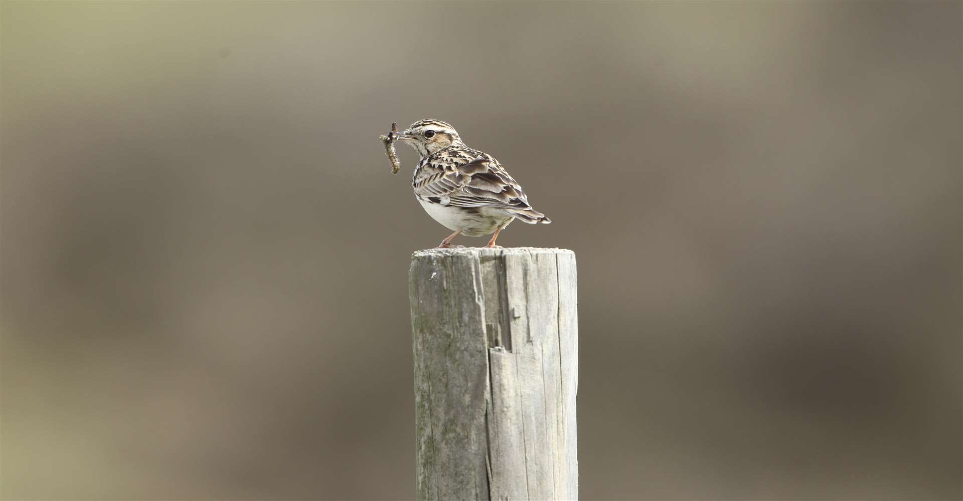 Will you see a woodlark? Picture: Paul Yorke-Dunne
