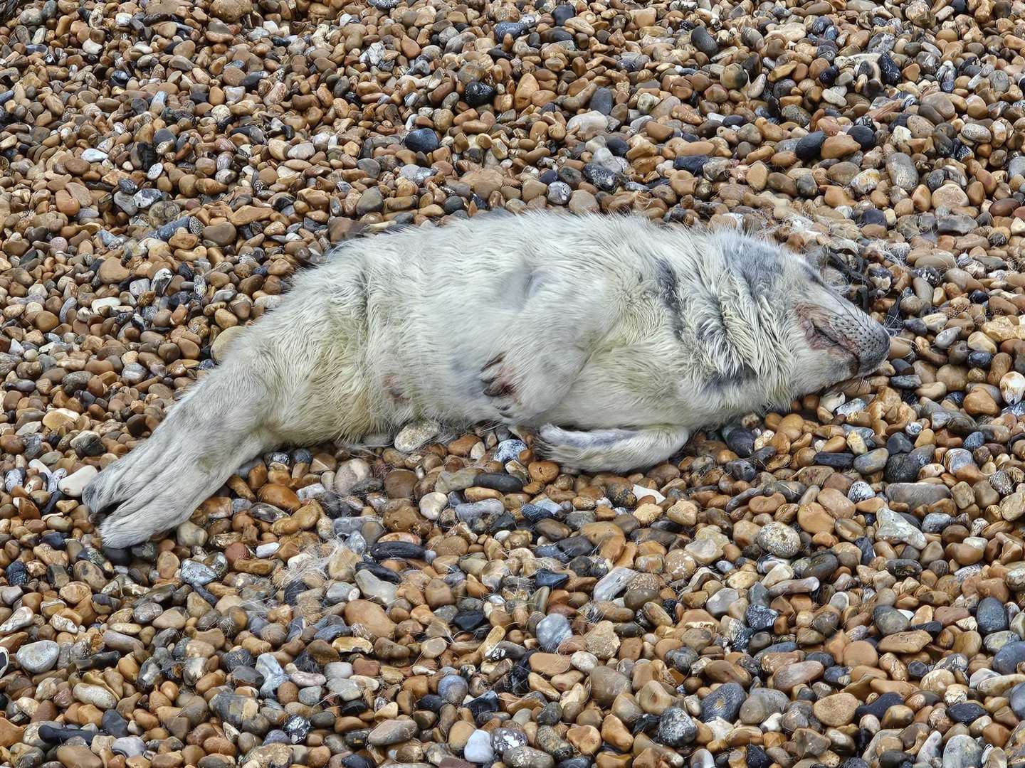 A young seal pup with injuries was rescued from a Deal beach Picture: Alex Levine