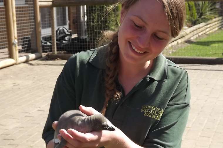 Keeper Becky Johnson with the penguin chick