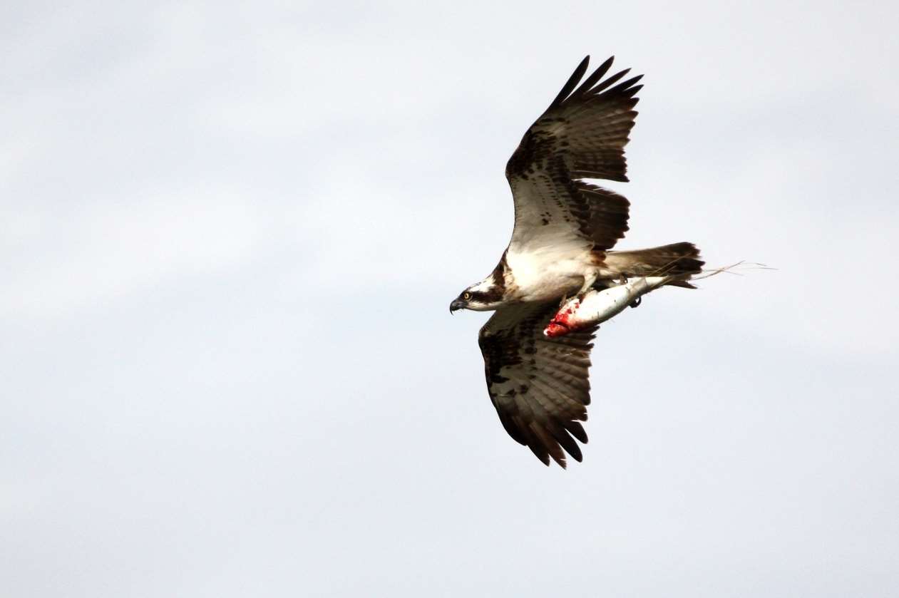 A migrating osprey at Northward Hill