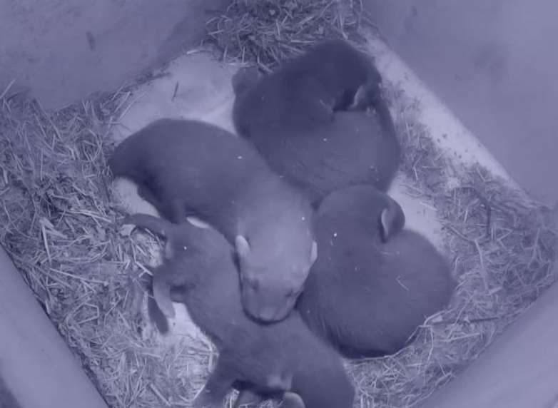 The kits in the pine marten nest