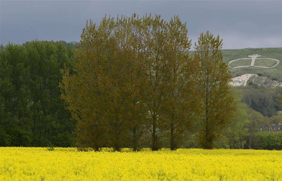 Rape seed oil crop in Wye with Wye Crown in background