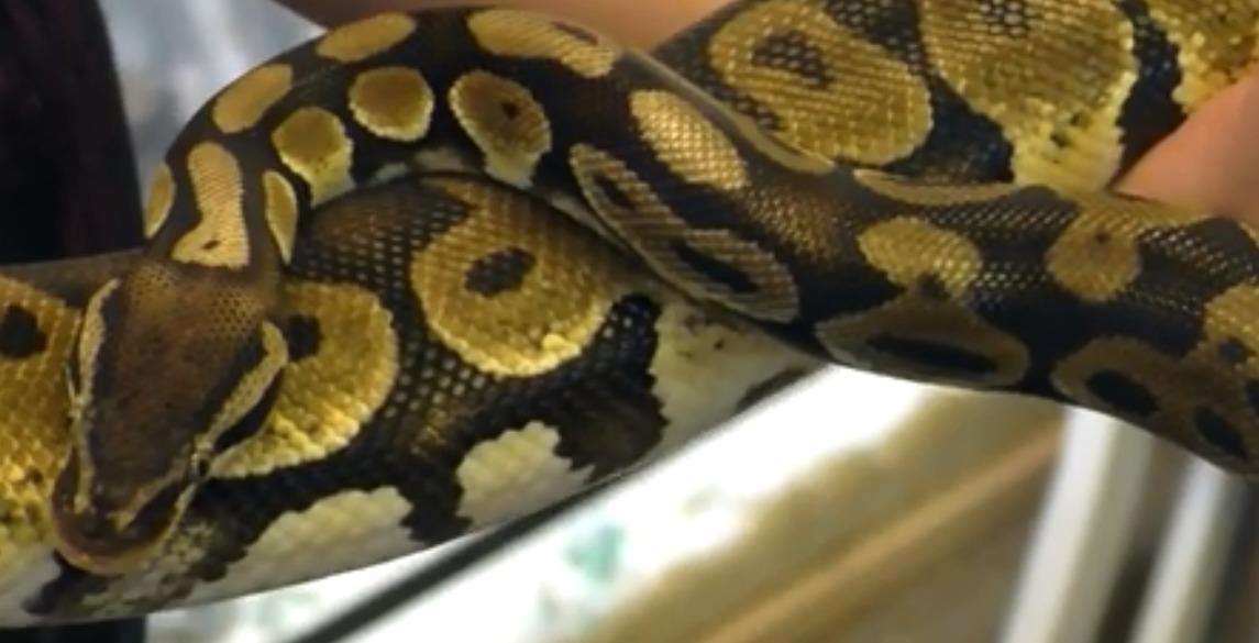 More snakes are being abandoned across the UK
