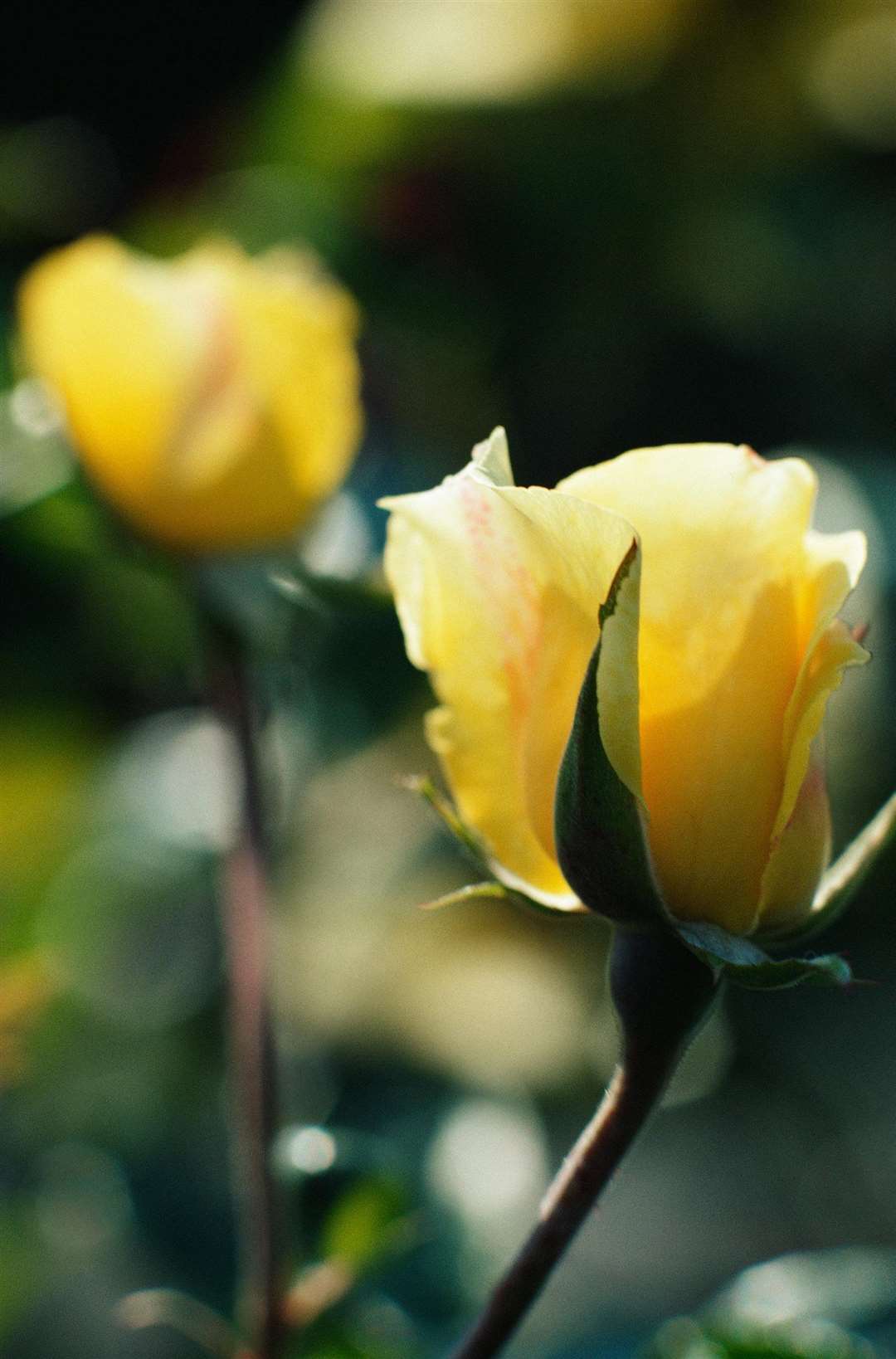 A yellow rose: which is your favourite?