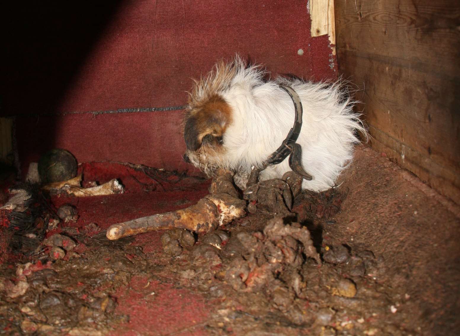 The kennel where Frances was rescued from. Photo: RSPCA