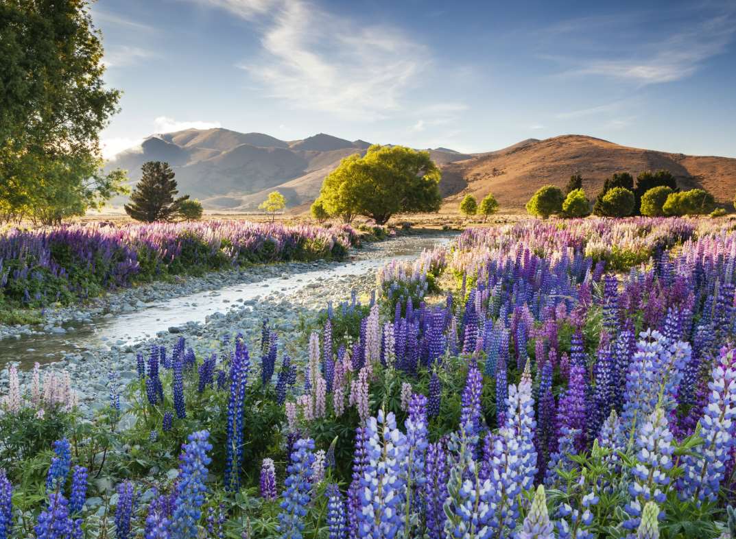 Tekapo Lupins by Richard Bloom From the International Garden Photographer of the Year exhibition
